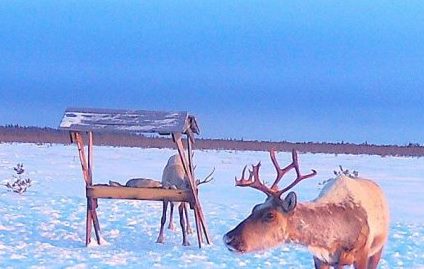 ������������� ����������� ������� �������